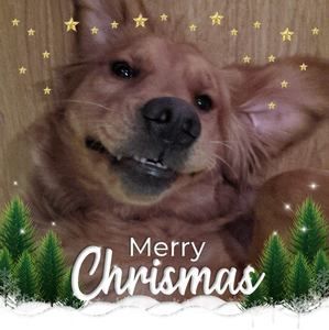 Meet your Posher, Sandy